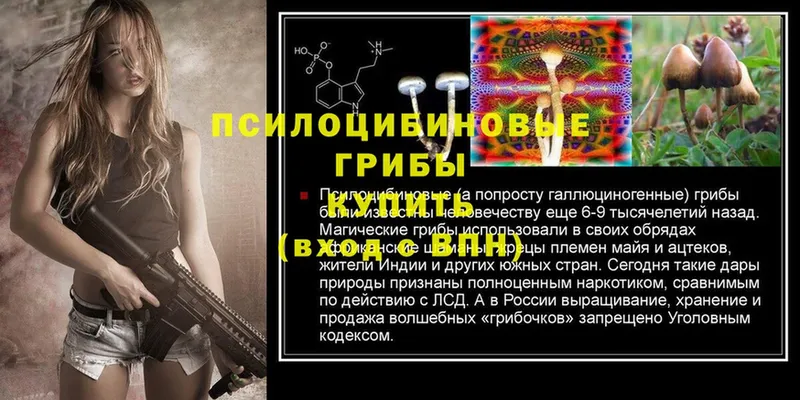 дарнет шоп  ОМГ ОМГ зеркало  Галлюциногенные грибы Psilocybe  Апатиты 